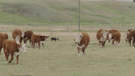 The Art of Dog Training