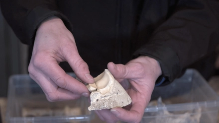 Equine Hoof Care - Birgitta Wilkinson & Connie Challice