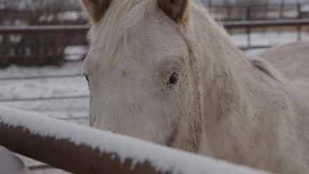 Ranch Hand Roping - Vance Wyatt