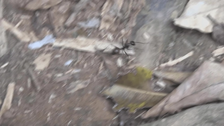 West Malaysia Part 4