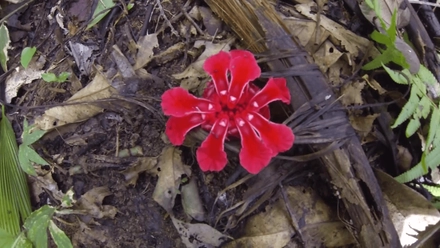 West Malaysia Part 3