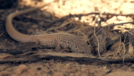 Jacob Lake To The South Rim